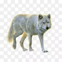 狗北极狼png图片透明剪辑艺术狗