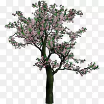 樱花剪贴画png图片图像