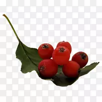 蔓越莓，副果，罗文浆果