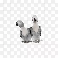 喙海鸟动物群水鸟