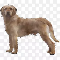 斯特里安粗毛猎犬巴拉克猎犬金多德奥特猎犬巴赛特福夫德布雷塔涅