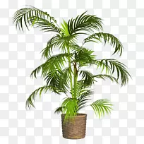 png图片植物棕榈树花盆植物
