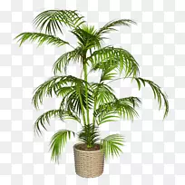 亚洲棕榈树椰子花盆-椰子