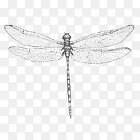 蜻蜓翅膀t恤帆布印花艺术蜻蜓