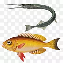 鲈鱼金鱼锦鲤图-鱼