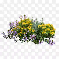 灌木png图片花卉图像植物.花卉