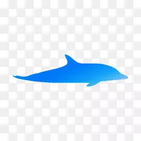 普通宽吻海豚海洋生物