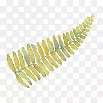 叶蕨类植物图像蕨类植物png网络图.简约设计元素