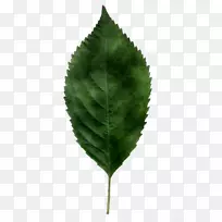 樱桃叶斑病樱桃甜樱桃树