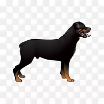 Dobermann罗特韦勒拉布拉多猎犬微型金毛猎犬