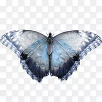 毛茸茸的蝴蝶，有翅膀的蝴蝶，家蚕秋天的网虫蛾-蝴蝶