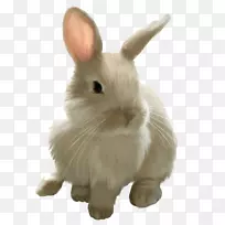 小兔子复活节兔子天使兔家兔子