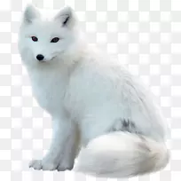 北极狐红狐银狐狗png图片.北极狐