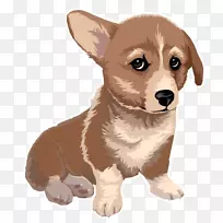 彭布罗克威尔士柯基羊毛衫威尔士科吉犬培育多吉小狗-小狗