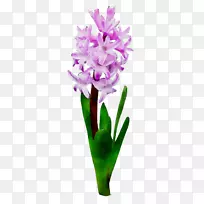 香茅兰花切花植物茎草本植物紫色