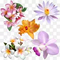 花卉剪贴画png图片图像花卉设计