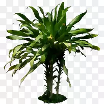 叶花盆栽植物茎维管束植物