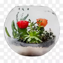 花盆陶瓷花草植物