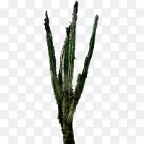 三角仙人掌植物茎植物棘皮