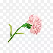 花园玫瑰花康乃馨插画-花