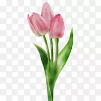 英迪拉甘地纪念郁金香花园png图片剪辑艺术图像插图