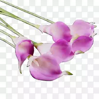 飞蛾兰花切花，茎紫