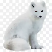 北极狐犬繁殖阿拉斯加冻原狼鼻子