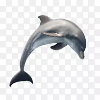 普通宽吻海豚短喙普通海豚图库溪透明png图片.海豚