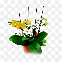 花卉设计，切花，飞蛾，兰花，黄色