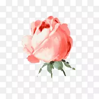 静物：粉色玫瑰水彩画剪贴画png图片插图花