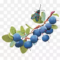 蓝莓派水果蓝莓派浆果蓝莓