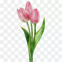 郁金香png图片剪辑艺术花卉图像
