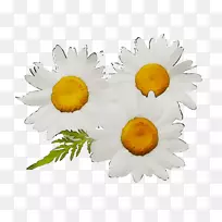 黄色向日葵