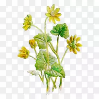 花卉草本植物茎中草药