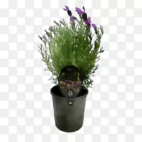 花盆室内植物紫菜