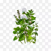 花卉茎叶草