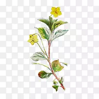 开花植物茎叶草本植物
