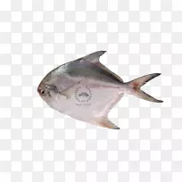 伊坎·巴卡尔黑庞弗雷特斑节鱼-鱼