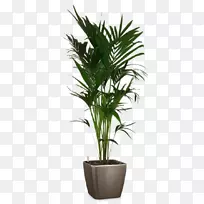 棕榈花盆栽植物莱胡扎-莱胡萨丝带