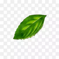 叶植物茎草本植物