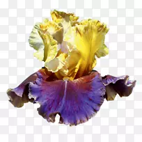 蝴蝶花，有胡须的虹膜切花，花瓣-虹膜旗