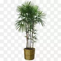 盆栽室内植物花盆png图片棕榈树.植物