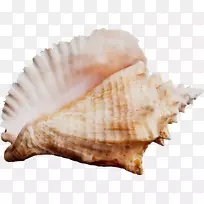 海甲壳虫，海螺，海蜗牛