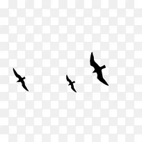 喙鸟迁徙翅膀字体