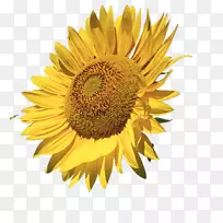 普通向日葵png图片图像绘制装饰性边框.向日葵水彩