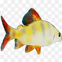 金鱼饲养鱼珊瑚礁鱼类海洋生物