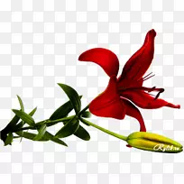 百合花形象画红