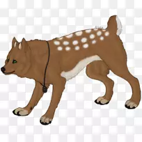 犬种芬兰斯皮兹猫狮子红狐猫