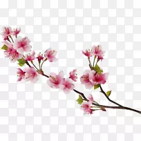 樱花png图片图像花
