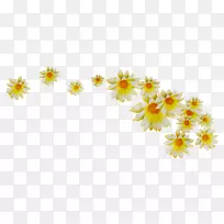 菊花黄色花型向日葵